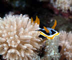Shy nudibranch.