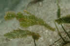 Green harlequin ghost pipefish