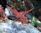 Red Shrimp at Dinah's Beach