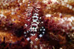 Coleman shrimp (male and female) on fire urchin.