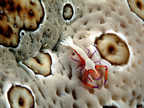 Imperial shrimp on sea cucumber.
