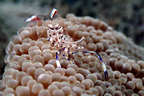 Shrimp on anemone.