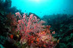 Reef scene.