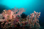 Milne Bay scene