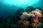 Milne Bay scene