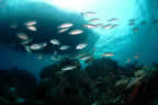 Milne Bay scene, Febrina above.