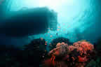 Milne Bay scene, Febrina above