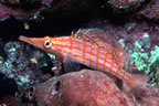 Longnose hawkfish