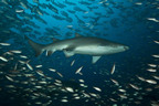 Sand tiger shark