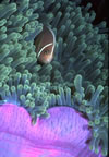 Clownfish and anemone