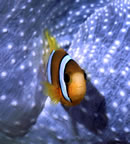 Clownfish