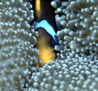 Can't see me!  Right.