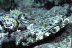 Crocodile fish profile