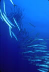 Barracuda at Mary Island