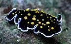 Flatworm