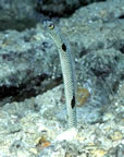 Garden eel