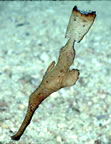 Ghost pipefish