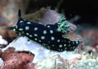 Nudibranch