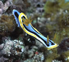 Nudibranch