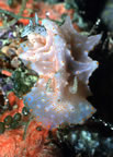 Nudibranch