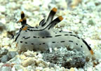 Nudibranch
