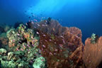 Reef scene