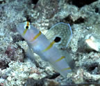 Sailfin goby