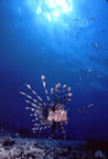 Lionfish