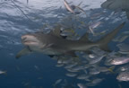 Lemon shark