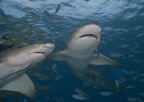Lemon shark