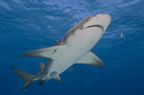 Lemon shark