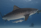 Tiger shark