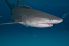 Lemon shark