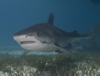 Tiger shark