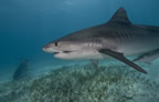 Tiger shark