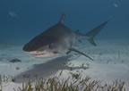 Tiger shark