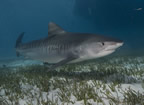 Tiger shark