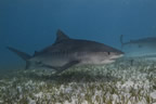 Tiger shark