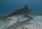 Tiger shark
