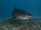 Tiger shark