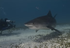 Tiger shark