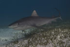 Tiger shark