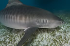 Tiger shark