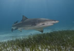 Lemon shark