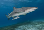 Lemon shark