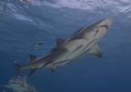 Lemon shark