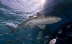 Lemon shark