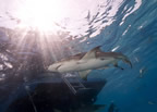 Lemon shark