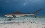 Tiger shark