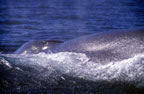 Blue whale nostrils.